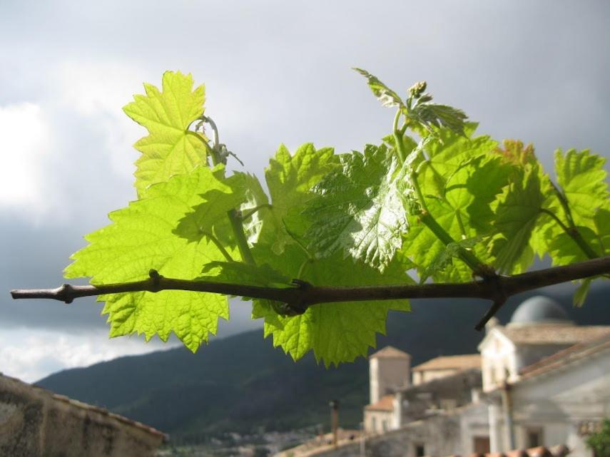 Appartamento Il Nibbio - Soffitta delle Ginestre Morano Calabro Esterno foto